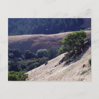 Bolinas Ridge, California Postcard