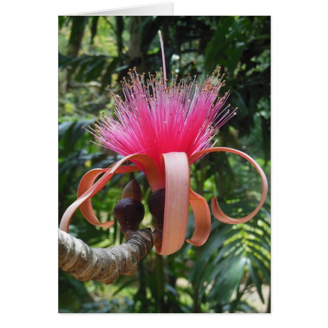 Bombax Tree Blossom (Front)