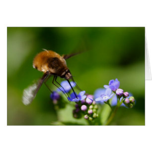 Bombylius major