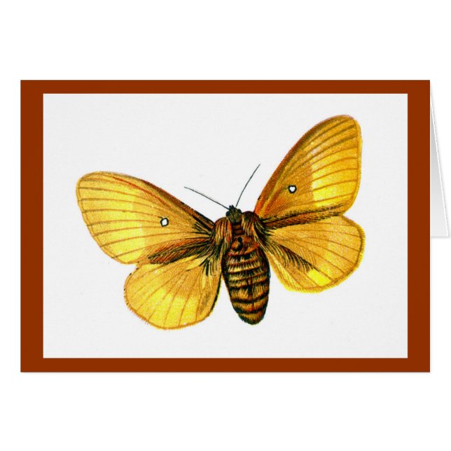 Bombyx quercus female (Front Horizontal)