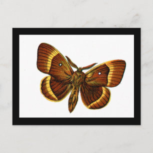 Bombyx quercus male postcard