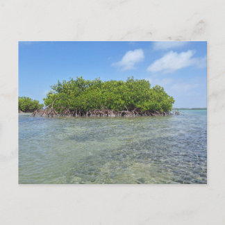 Bonaire Mangrove Postcard