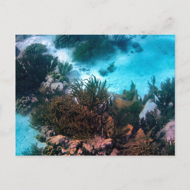 Bonairean Reef Custom Postcard (Front)