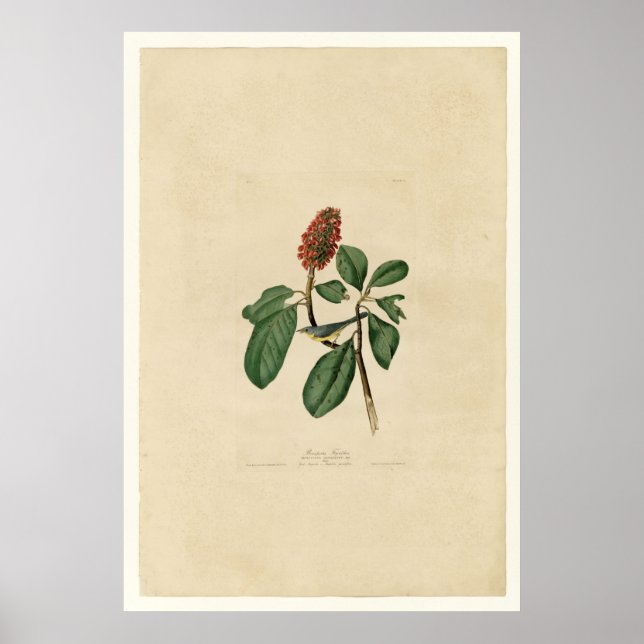 Bonaparte Flycatcher_Audubon Poster (Front)