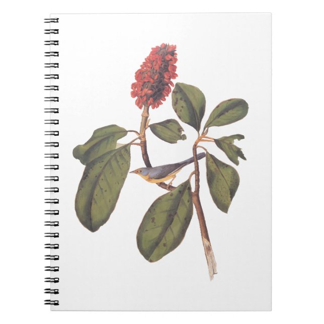 Bonaparte Flycatcher Canada Warbler Audubon Bird Notebook (Front)