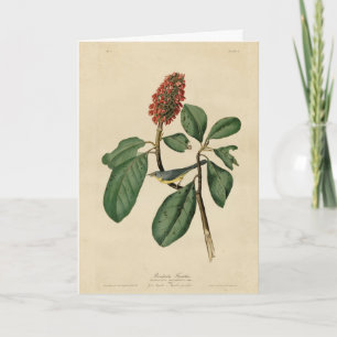 Bonaparte's Flycatcher, Audubon's Birds of America Card