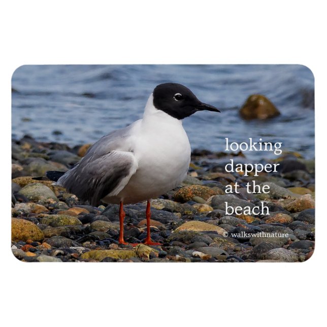 Bonaparte's Gull at the Beach Magnet (Horizontal)