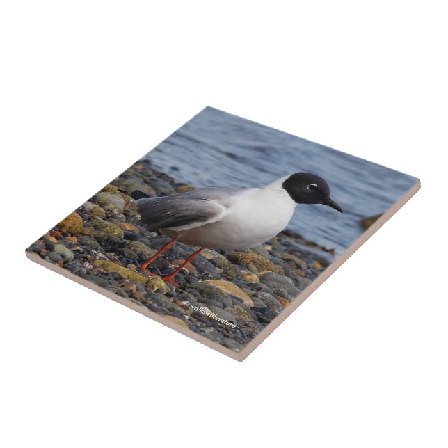 Bonaparte's Gull at the Beach Tile (Side)