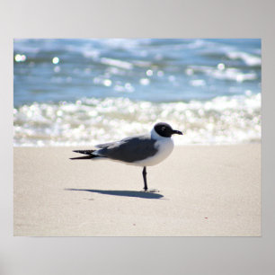 Bonaparte's Gull Seagull on the Beach Colour 16x20 Poster