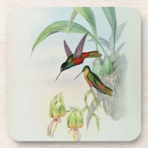 Bonaparte's Star Fronted Hummingbird (coloured lit Coaster