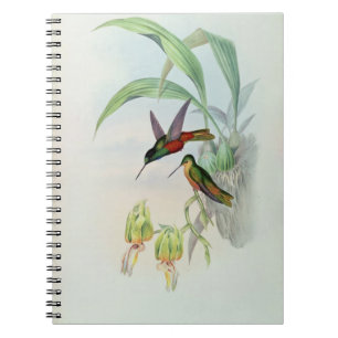 Bonaparte's Star Fronted Hummingbird (coloured lit Notebook