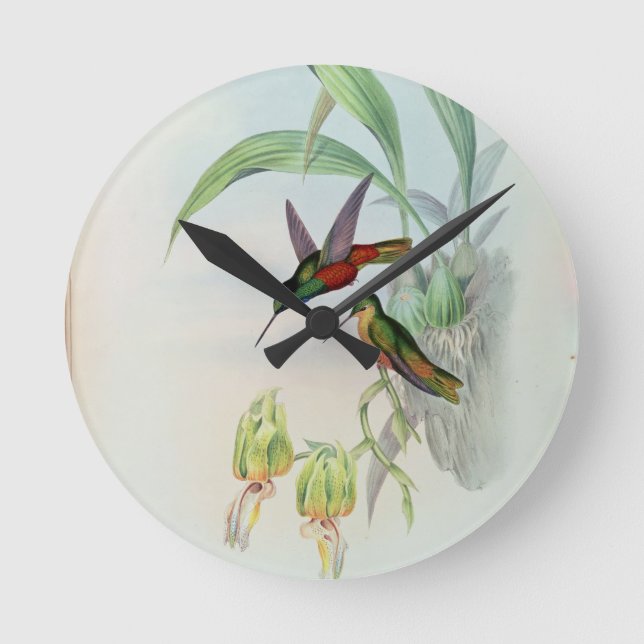 Bonaparte's Star Fronted Hummingbird (coloured lit Round Clock (Front)