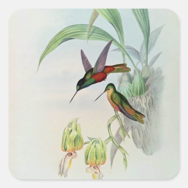 Bonaparte's Star Fronted Hummingbird (coloured lit Square Sticker (Front)