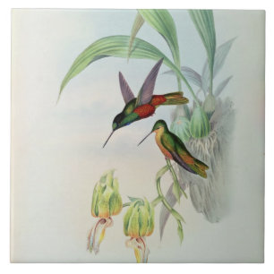 Bonaparte's Star Fronted Hummingbird (coloured lit Tile