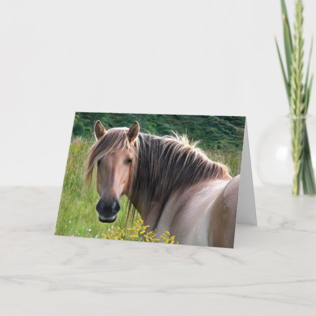 "Bonar" Highland Pony Greeting Card (Front)