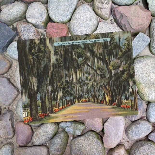 Bonaventure Drive Savannah GA retro Postcard (Creator Uploaded)