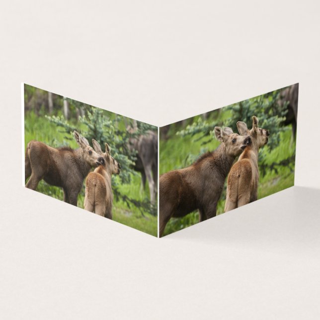 Bonded Moose Calves (Outside)