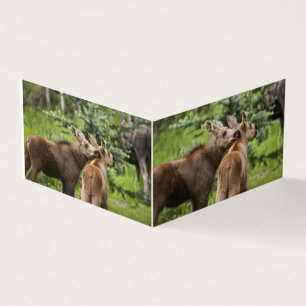 Bonded Moose Calves
