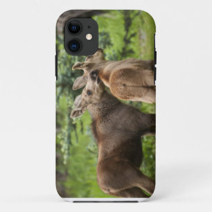 Bonded Moose Calves iPhone 11 Case