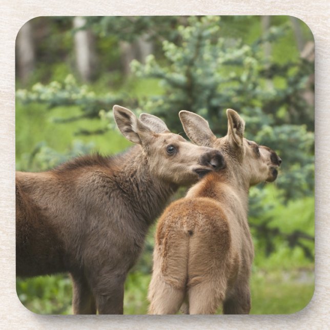 Bonded Moose Calves Coaster (Front)
