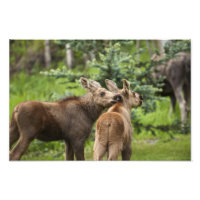 Bonded Moose Calves