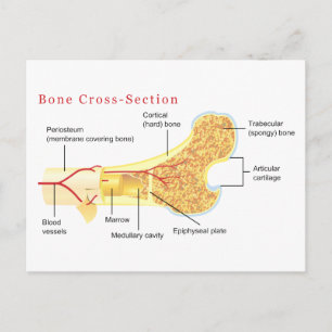 Bone Cross Section Diagram Postcard