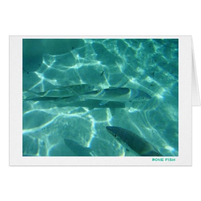 Bone Fish (Front Horizontal)