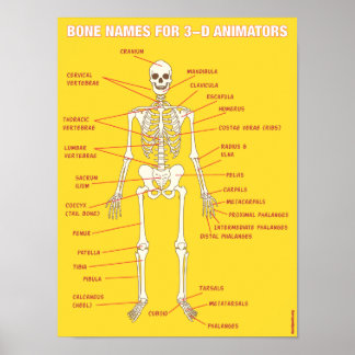 Bone Names for 3-D Animators Poster