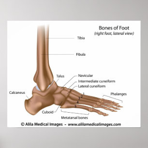 Bones of foot, labelled diagram. poster