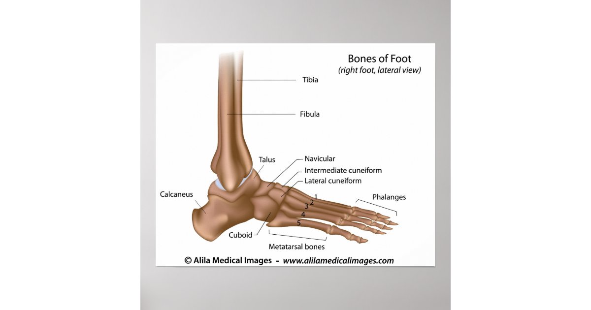 Bones of foot, labelled diagram. poster | Zazzle.com.au