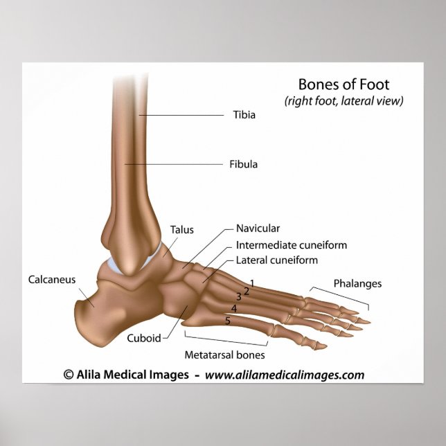 Bones of foot, labelled diagram. poster (Front)