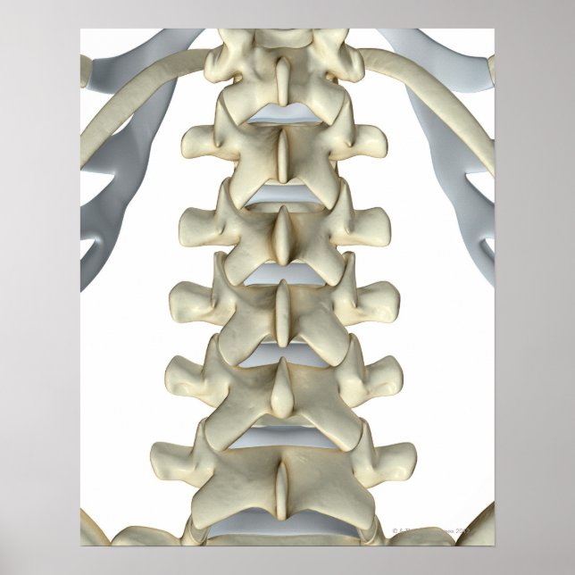 Bones of Lumbar Vertebrae Poster (Front)