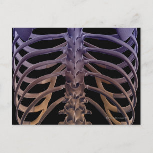 Bones of the Back Postcard