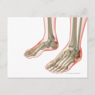 Bones of the Feet Postcard