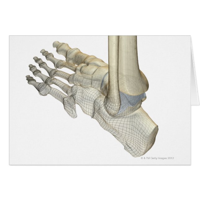 Bones of the Foot 3 (Front Horizontal)