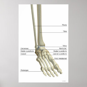 Bones of the Foot 5 Poster