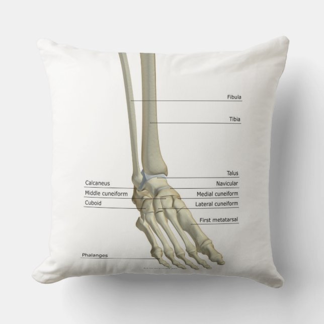Bones of the Foot 6 Cushion (Front)