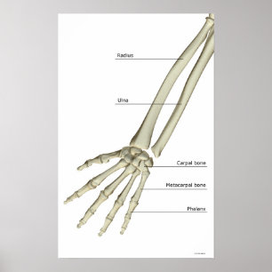 Bones of the Forearm Poster