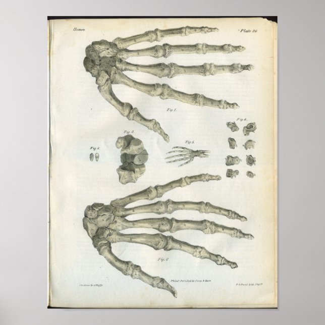 Bones of the Hand Anatomy Print (Front)