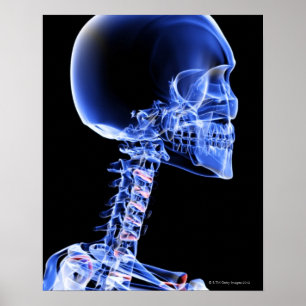 Bones of the Head and Neck Poster