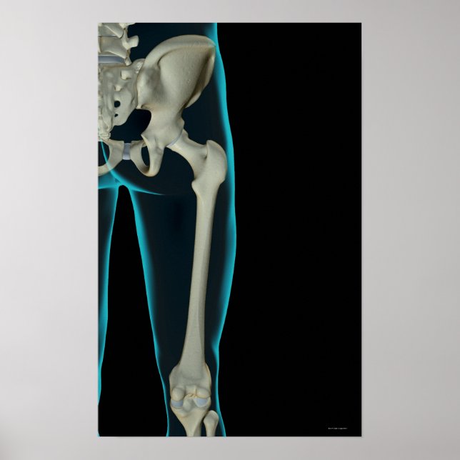 Bones of the Hip 2 Poster (Front)