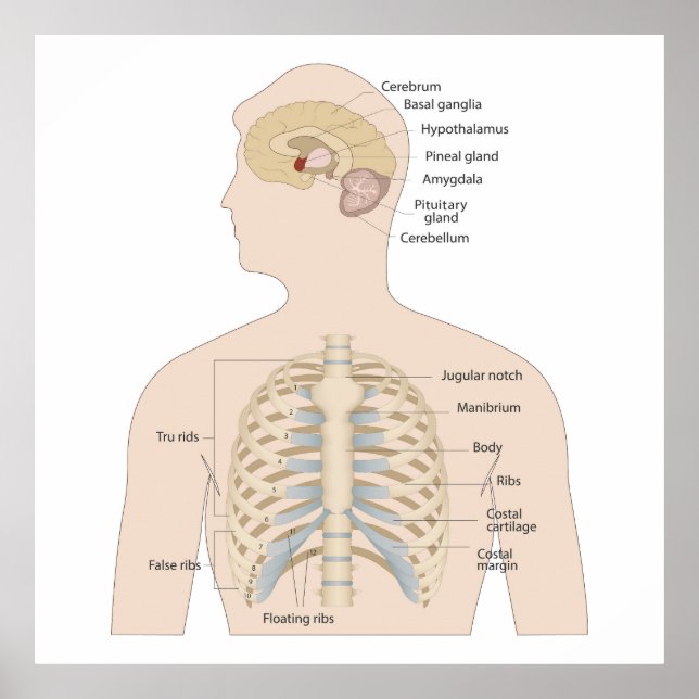  Bones of the human chest  Poster (Front)