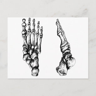 Bones of the human foor. postcard