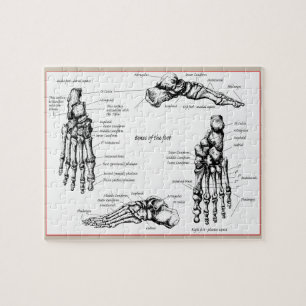 Bones of the Human Foot Jigsaw Puzzle