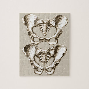 Bones of the Human Pelvis Jigsaw Puzzle