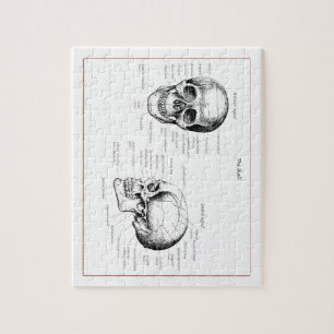 Bones of the human skull jigsaw puzzle
