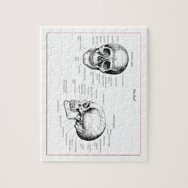 Bones of the human skull jigsaw puzzle (Vertical)