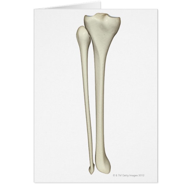 Bones of the Leg 2 (Front)