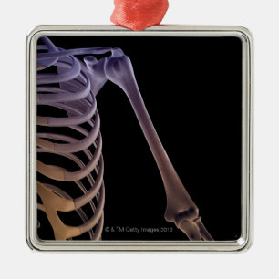 Bones of the Shoulder Metal Tree Decoration