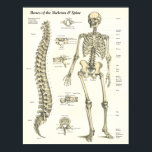 Bones of the Skeleton & Spine Anatomy Poster<br><div class="desc">Anatomy poster showing the bones of the human skeleton with details of the vertebrae. Individual views of the cervical,  thoracic and lumbar vertebrae with landmarks.</div>